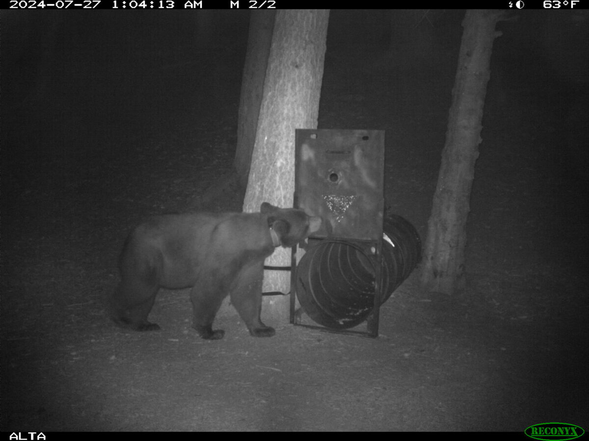 Wildlife officials offer tips for bear encounters after killing animal